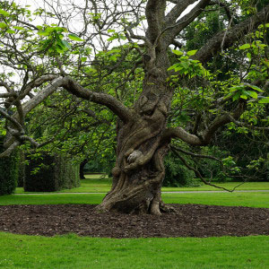 Beautiful trees of which we have the expertise to look after for you